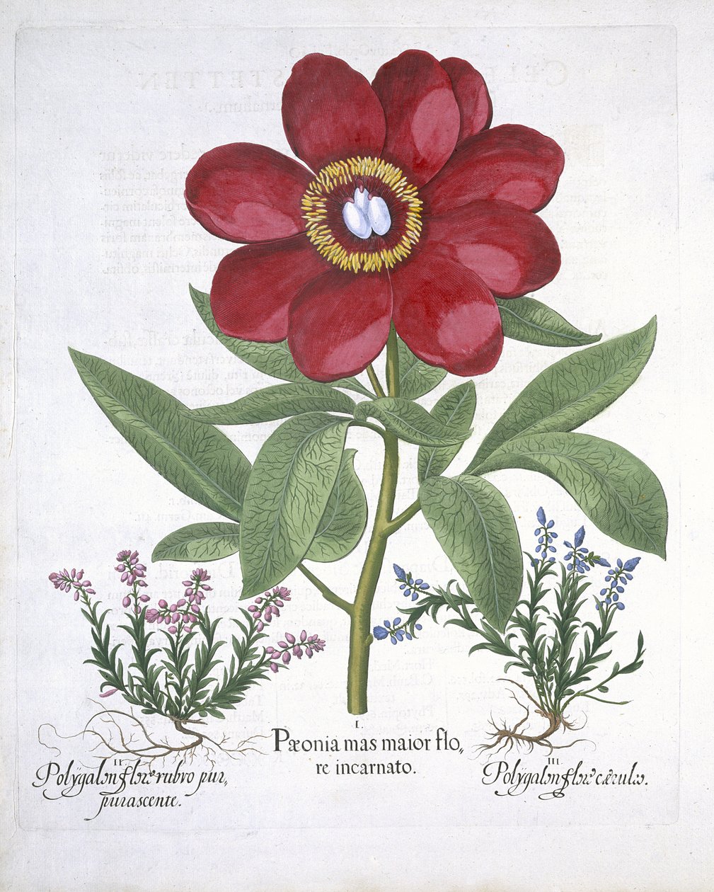 Paeony and two Polygalons, fra Hortus Eystettensis, av Basil Besler (1561-1629) pub. 1613 (håndfarget gravering) av German School