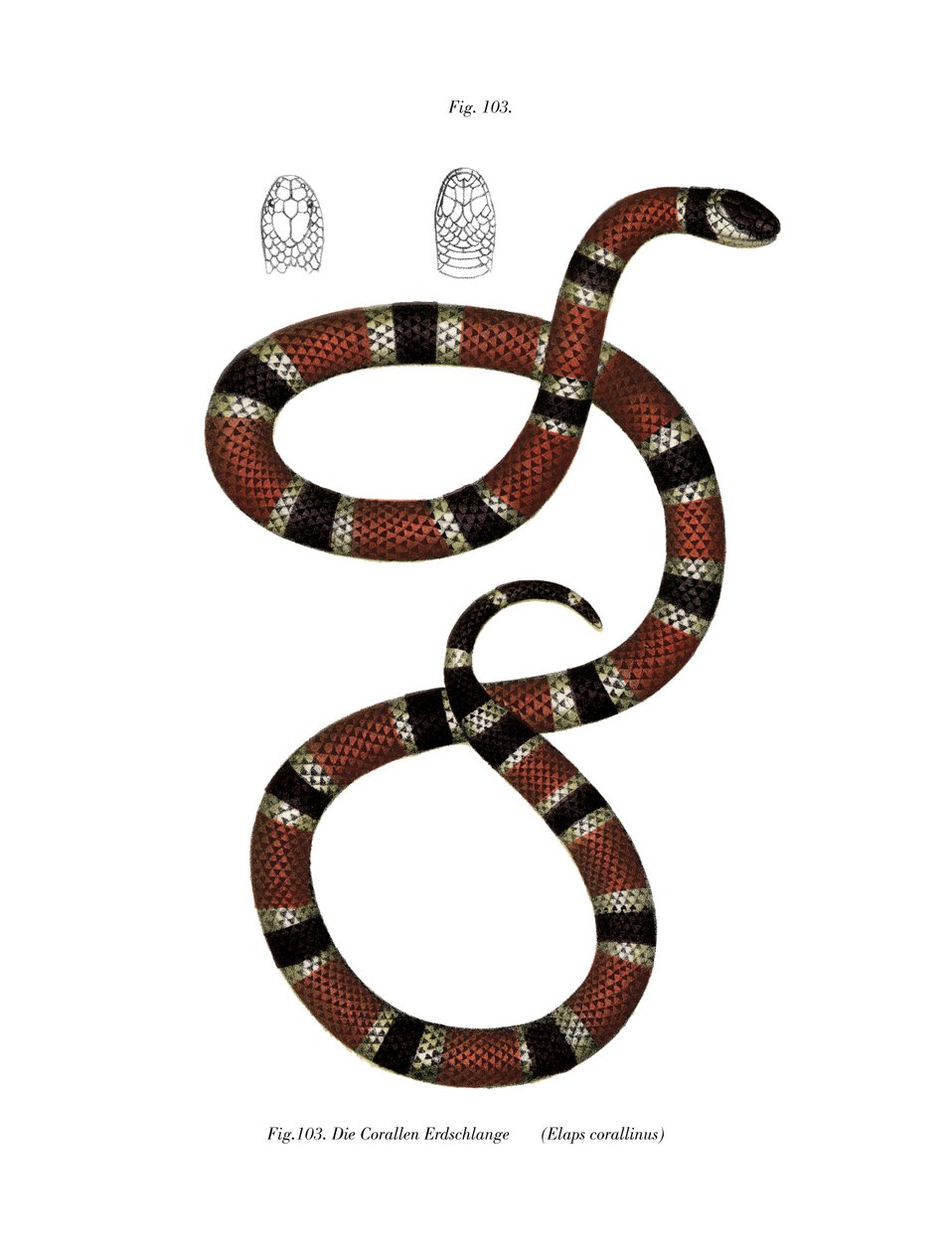 Malt Coral Snake (farge litho) av German School