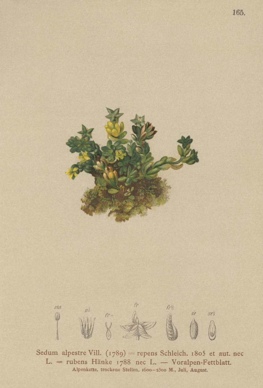 Blek steinurt (Sedum alpestre, Sedum repens, Sedum rubens) av German School