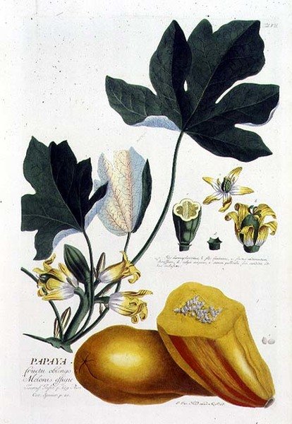 Papaya, gravert av Johann Jakob Haid (1704-67) plate 7 fra en botanisk bok, pub. av Augustus Vind (farget gravering) av German School