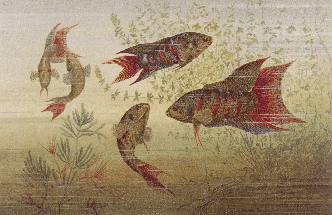 Paradisfisk, tallerken fra Brehms Dyreliv: Generell kunnskap om dyreriket, bd. 8, s. 184, utgitt av Bibliographic Institute, 1892 av German School