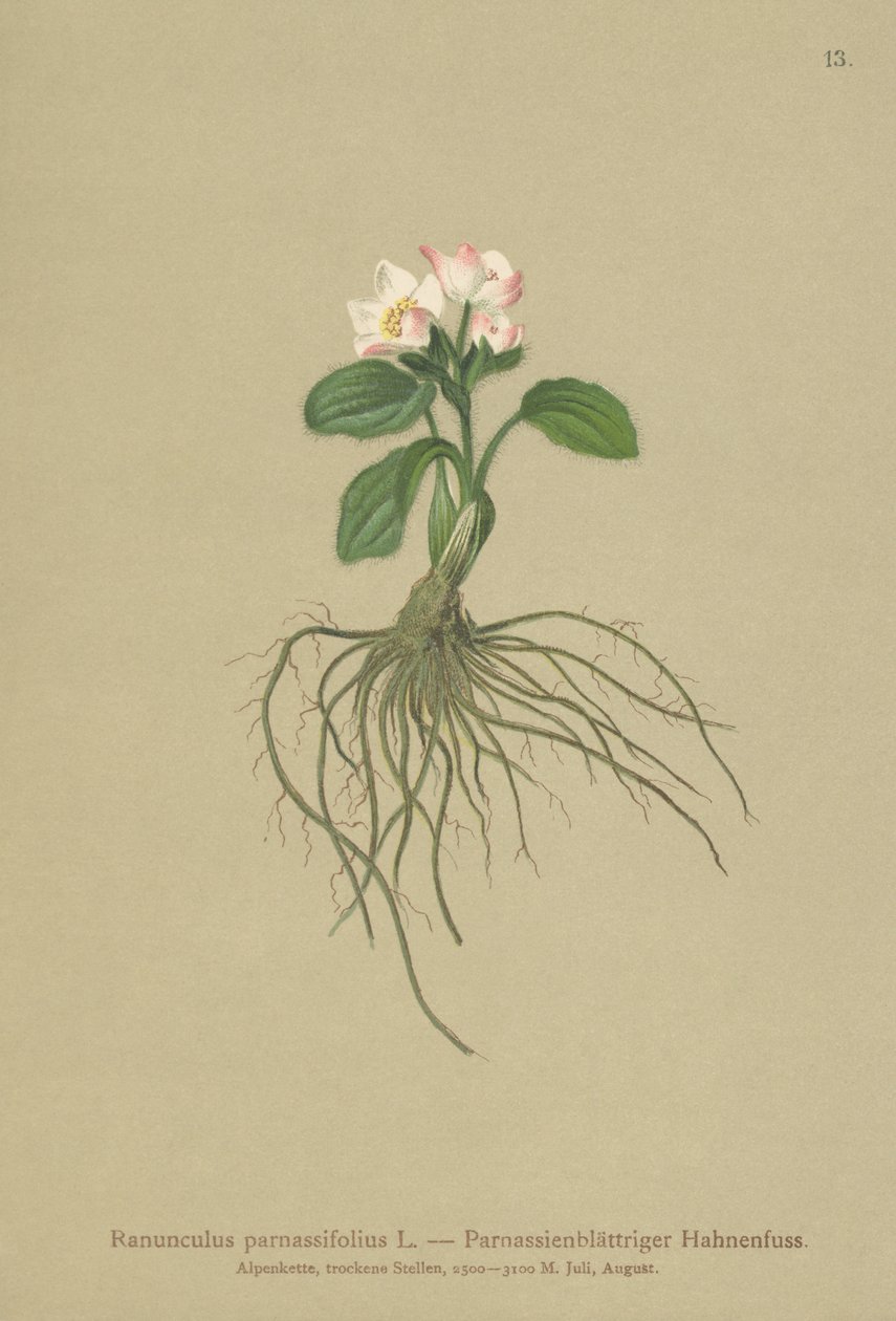 Parnassia-bladet kråkefot (Ranunculus parnassifolius) av German School