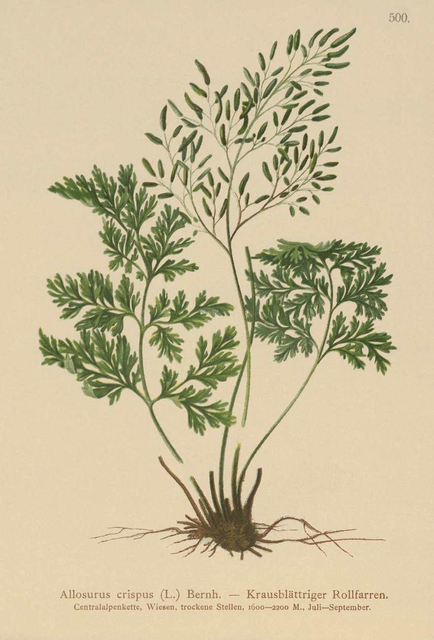 Persillebregne (Allosurus crispus, Cryptogramma crispa, Osmunda crispa, Allosorus crispus) av German School