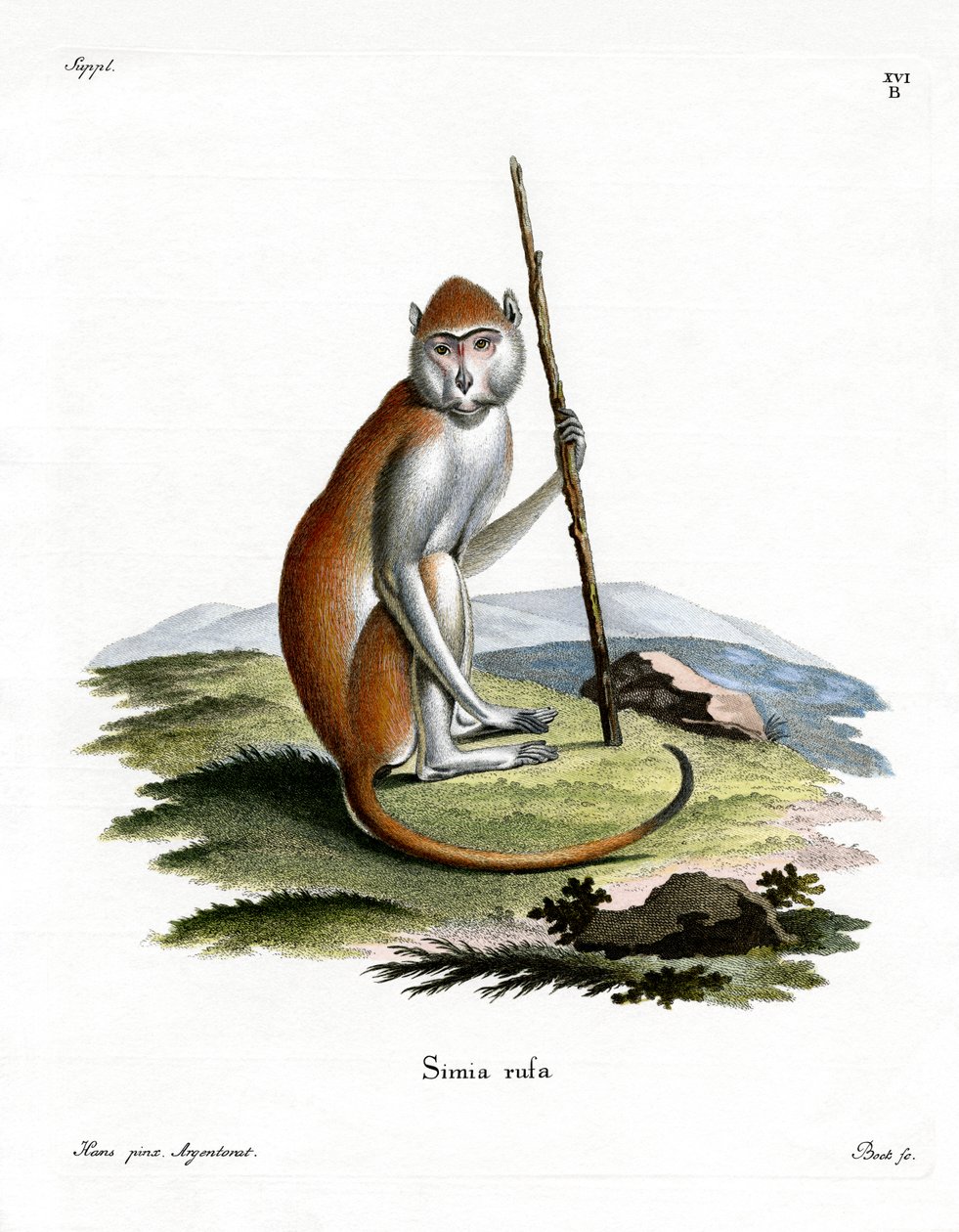 Patas Monkey (farget gravering) av German School