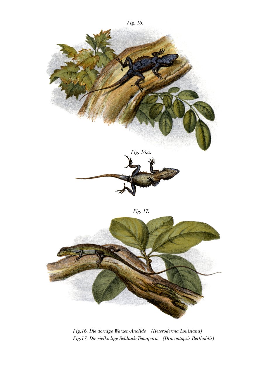 Peach Anole (farge litho) av German School
