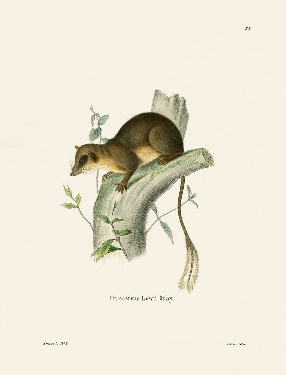 Pen-tailed Treeshrew (farget gravering) av German School