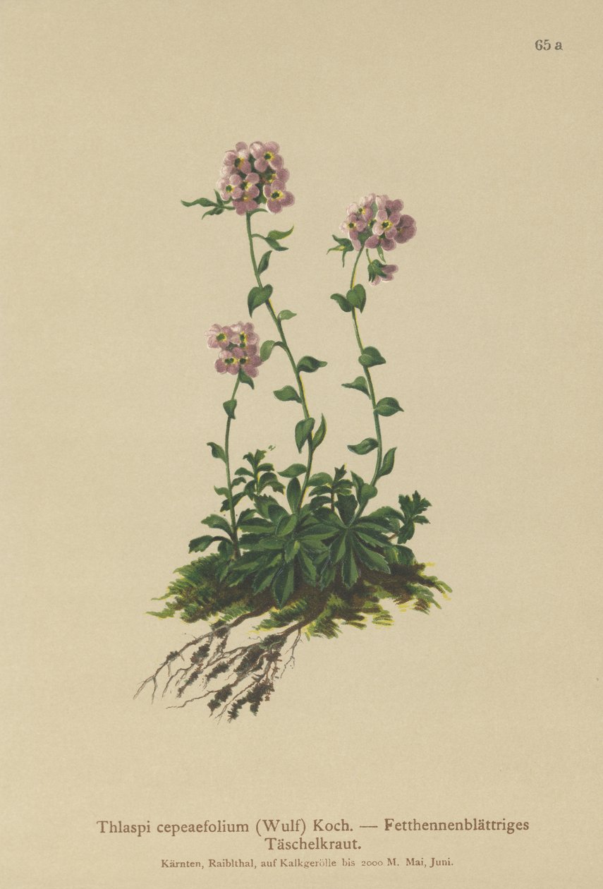 Pennycress (Thlaspi cepeaefolium) av German School