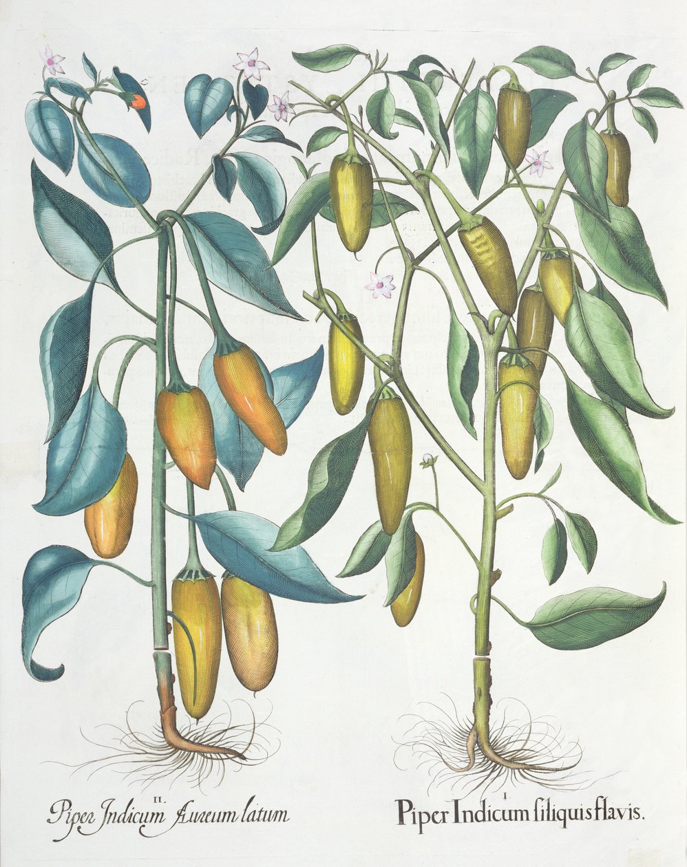 Paprika: 1. Piper indisk gul 2. Piper Indicum aureum latum, fra Hortus Eystettensis av Basil Besler (1561-1629), pub. 1613 av German School