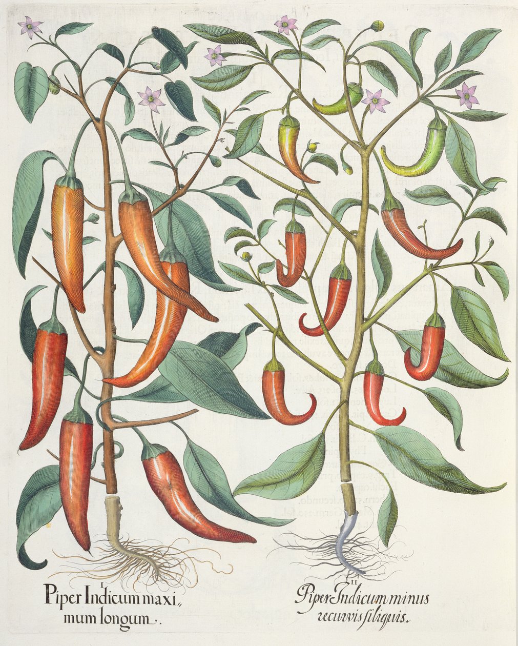 Paprika: 1. Piper Indicum longum; 2. Piper Indicum minus recurvis filiquis, fra Hortus Eystettensis av Basil Besler (1561-1629), pub. 1613 av German School