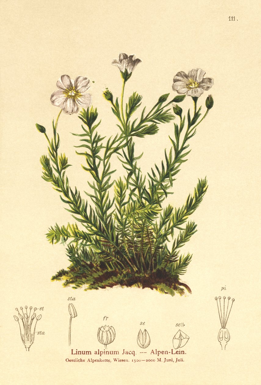 Flerårig lin (Alpenum, Linum perenne) av German School