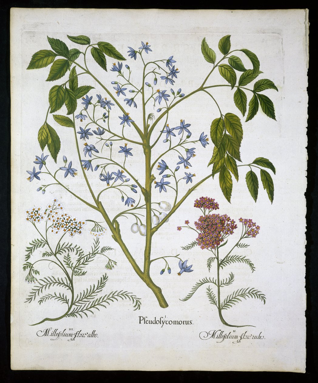 Persisk lilla eller Pride of India, og Achillea Millefolium (Soldiers Woundwort) plate 136 fra Hortus Eystettensis av Basil Besler (1561-1629) pub 1613 (håndfarget gravering) av German School