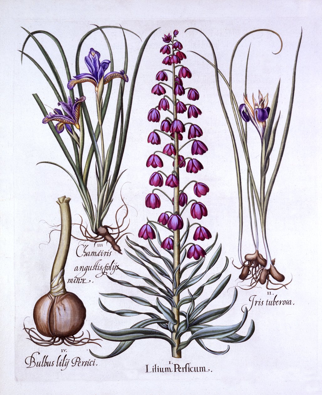 Persisk lilje og iris, fra Hortus Eystettensis, av Basil Besler (1561-1629), pub. 1613 (håndfarget gravering) av German School