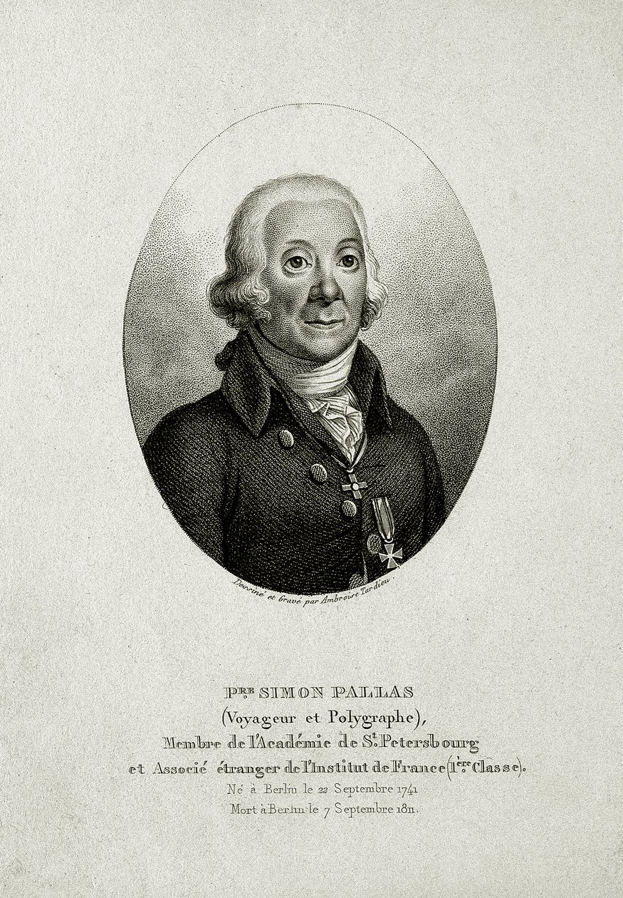 Peter Simon Pallas. (1741 – 1811) (Linjegravering) av German School