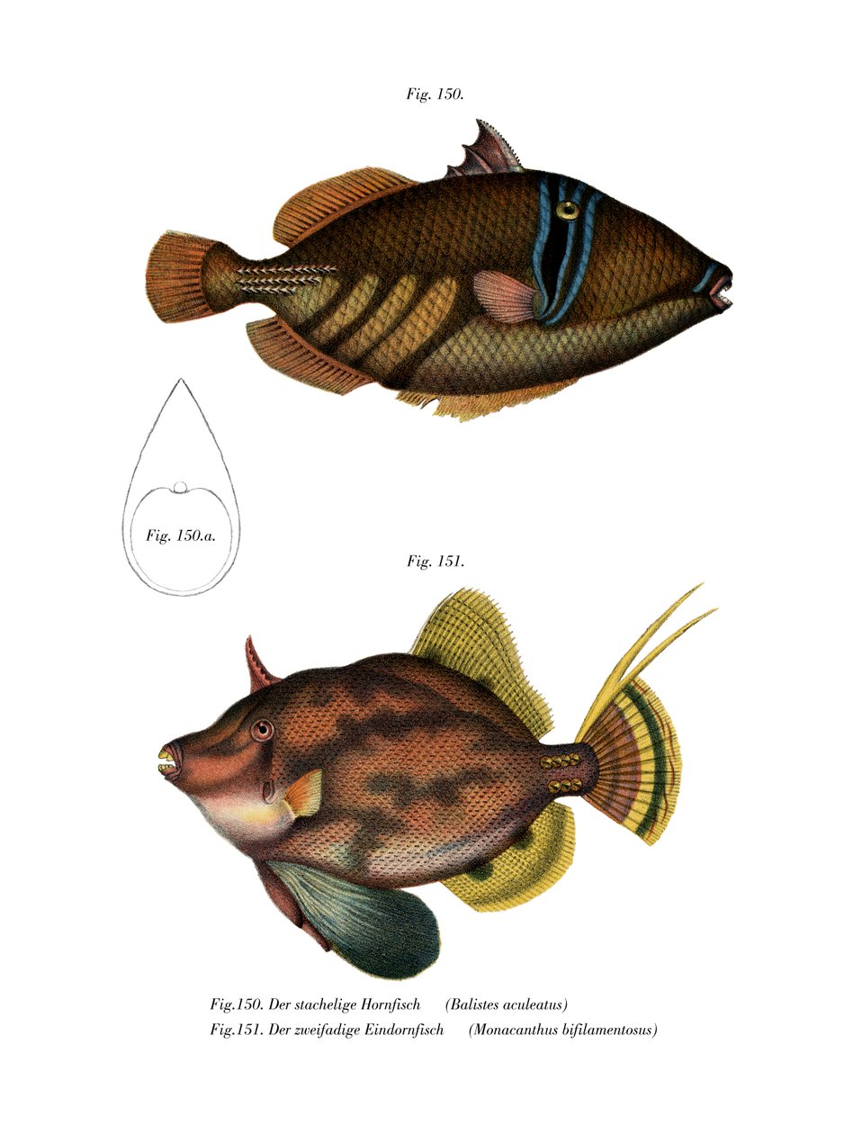 Picasso fisk (farge litho) av German School