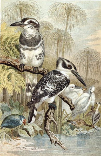Pied Kingfisher, plate fra "Brehms Tierleben: Allgemeine Kunde des Tierreichs", vol.5, s.60, utgitt av Bibliographisches Institut av German School