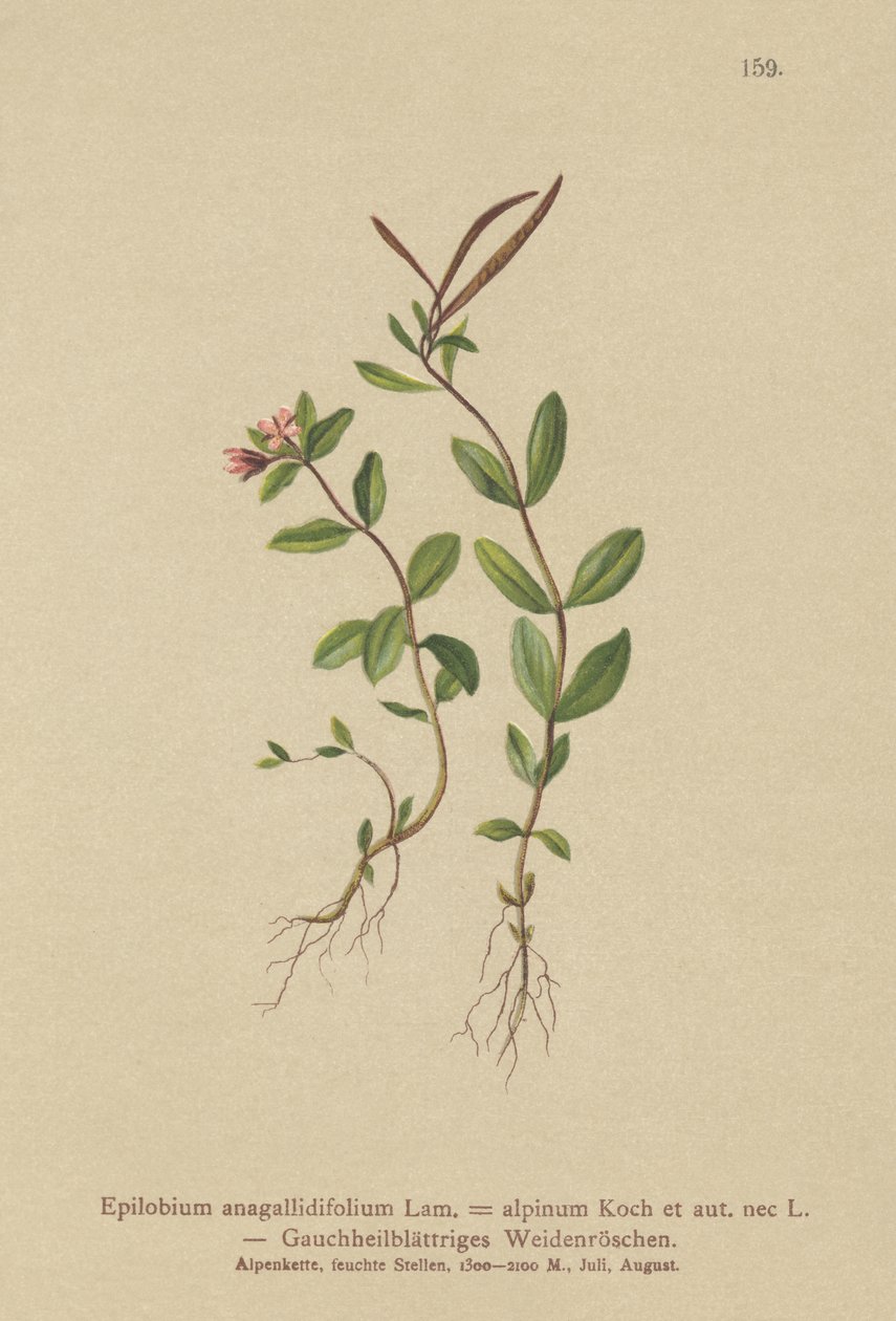 Pimpernel Willowurb (Epilobium anagallidifolium, Epilobium alpinum) av German School