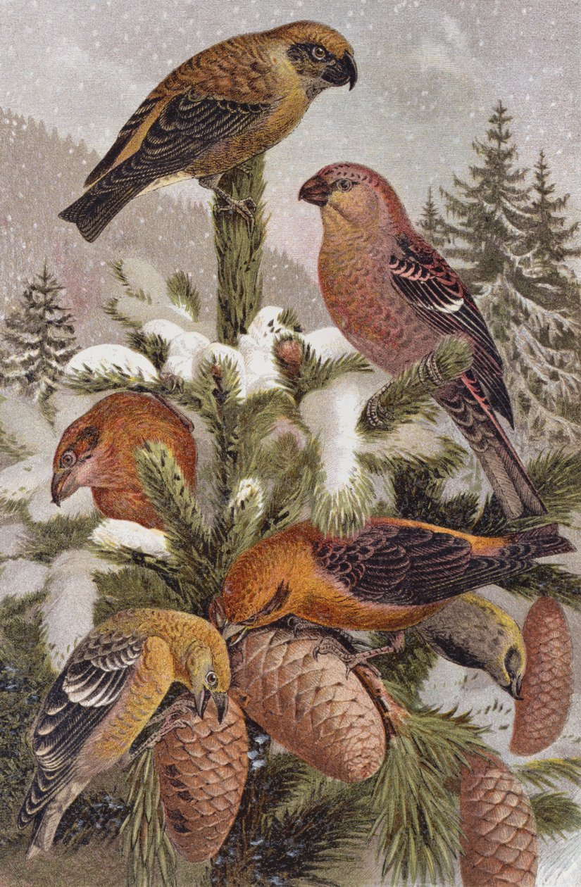 Pine Grosbeak and Crossbill, plate fra Brehms Animal Life: General Knowledge of the Animal Kingdom, bd. 4, s. 314, utgitt av Bibliographic Institute, 1891 av German School