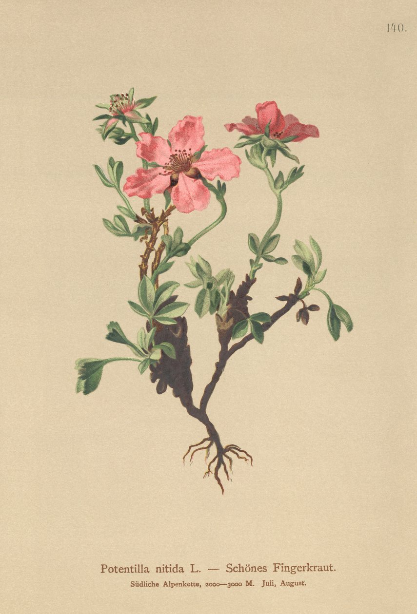 Rosa Cinquefoil (Potentilla nitida) av German School