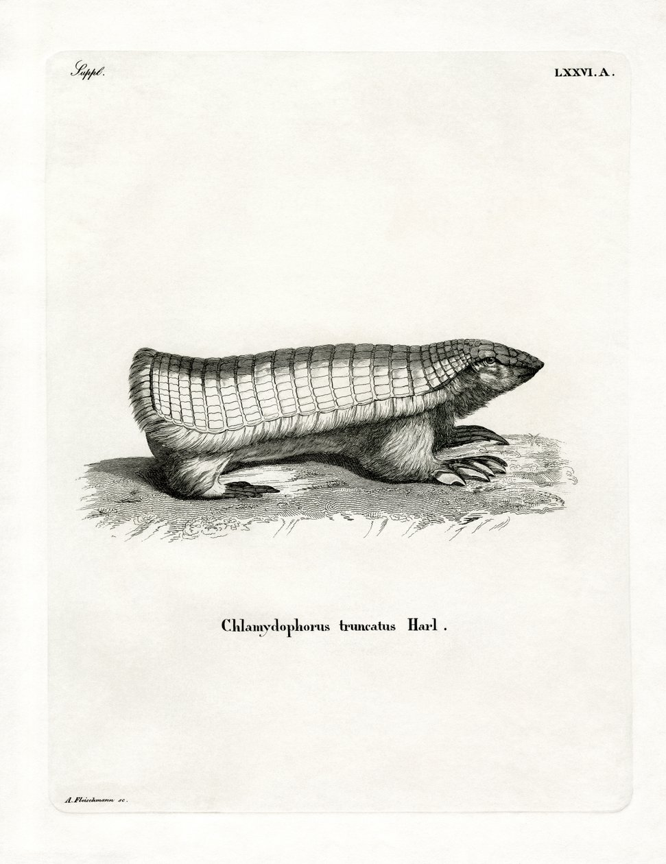 Pink Fairy Armadillo (farget gravering) av German School