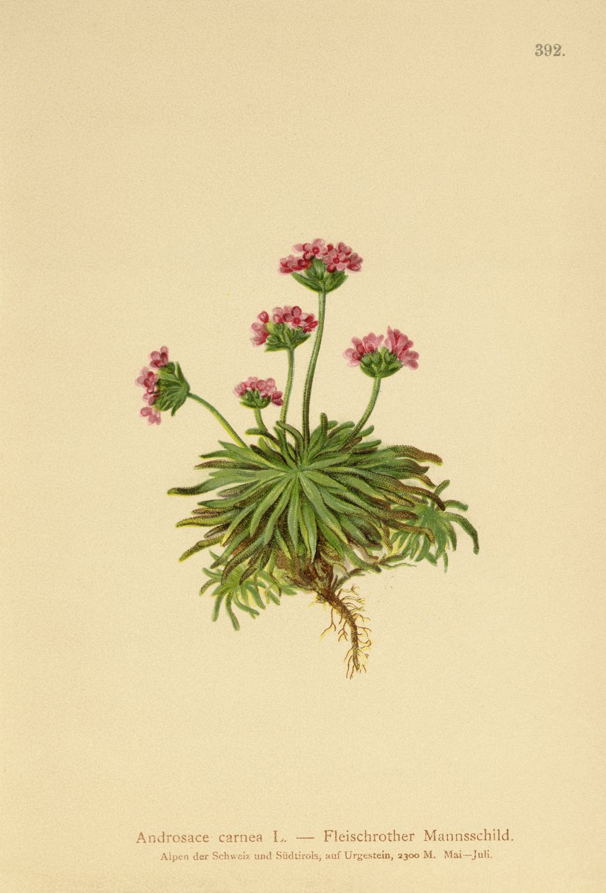 Pink Rock Jasmine (Androsace carnea) av German School