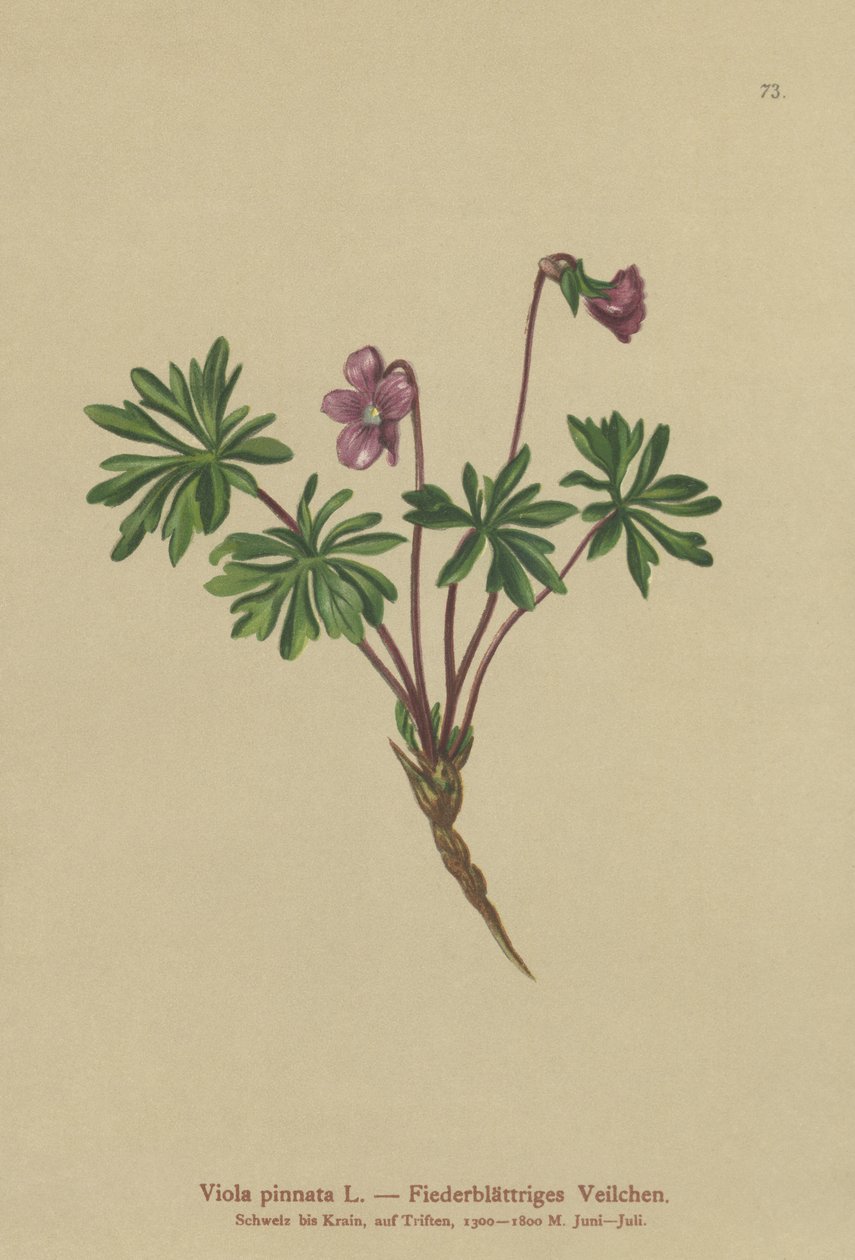 Pinnate Violet (Viola pinnata) av German School