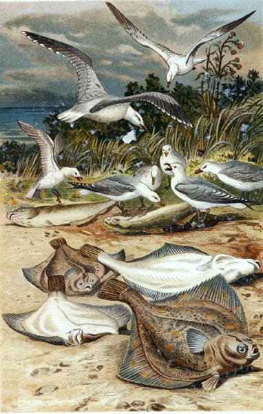 Rødspette, tallerken fra "Brehms Tierleben: Allgemeine Kunde des Tierreichs", vol.8, s.226, utgitt av Bibliographisches Institut av German School