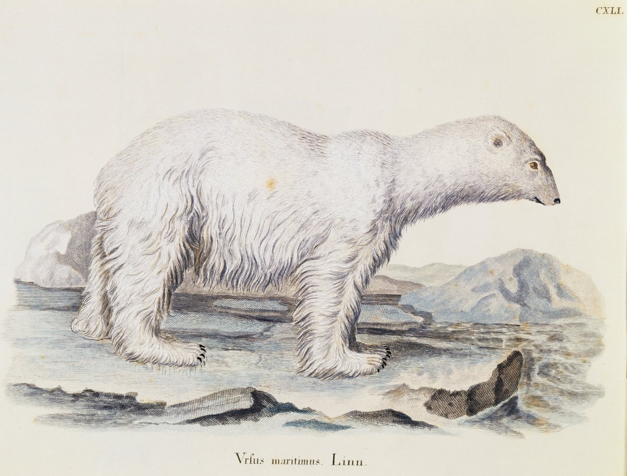 Isbjørn (Ursus maritimus), fra Pattedyr illustrert fra Nature med beskrivelser, av Johann Christian Daniel von Schreber (1739-1810), gravering av IC Bock etter tegning av Marechal, bind 3, tabell 141, Tyskland av German School