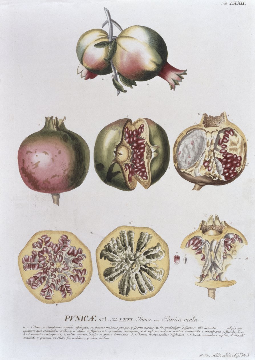 Granateple, gravert av Johann Jakob Haid (1704-67) plate 72 fra en botanisk bok, pub. av Augustus Vind av German School