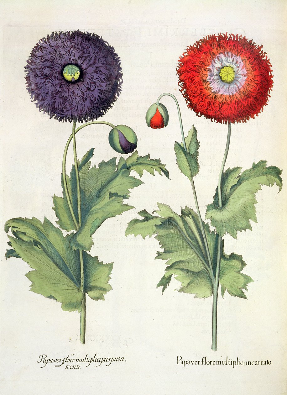 Valmuer: 1. Valmue i en flerblomster inkarnert; 2. Papirblomst fra Hortus Eystettensis av Basil Besler (1561-1629), pub. 1613 av German School