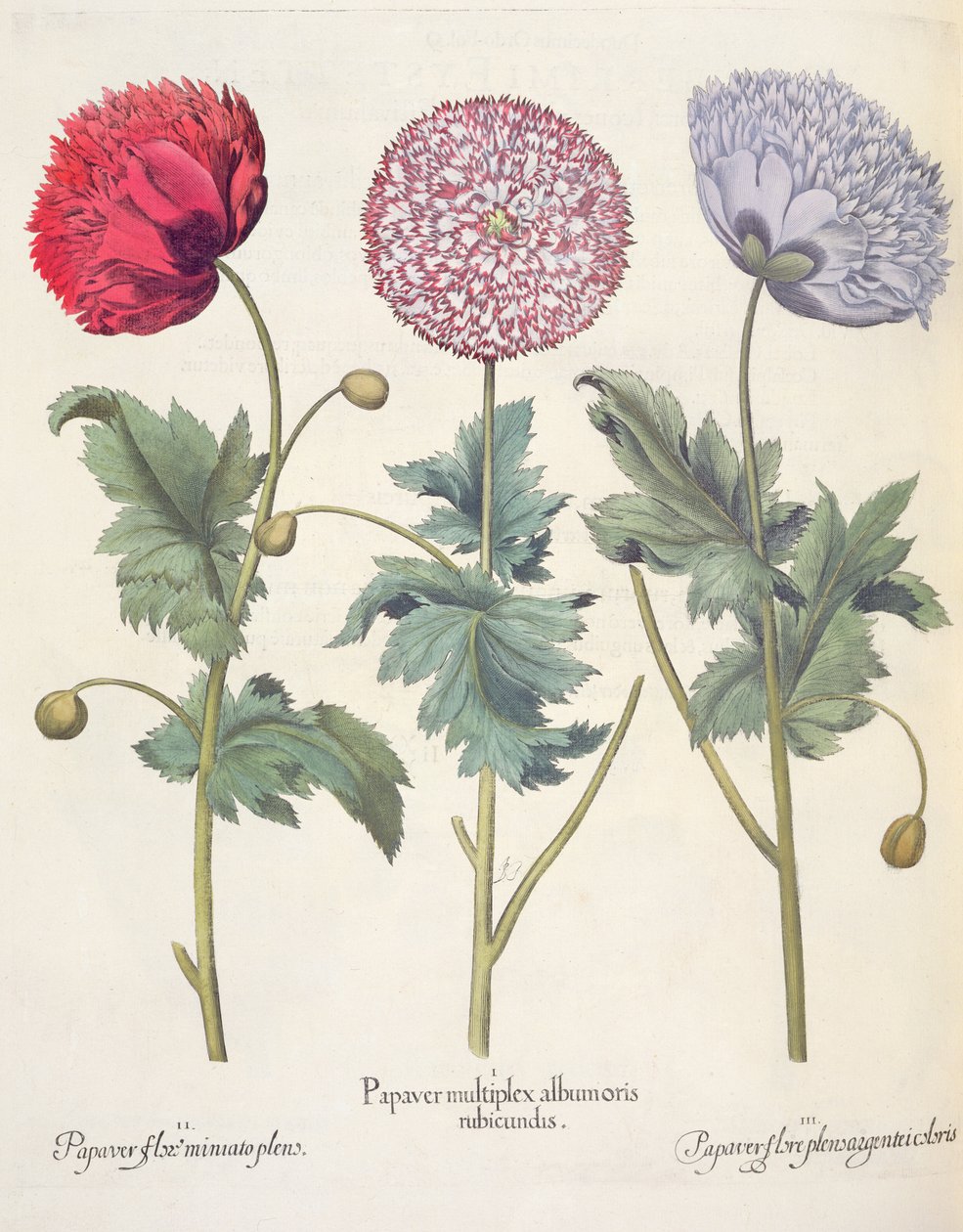 Valmuer: 1. Valmue er et kompleks av valmuer med rød skinn; 2. Valmue, full av miniato-blomst; 3. Papirblomst full av farger, fra Hortus Eystettensis av Basil Besler (1561-1629), pub. 1613 av German School