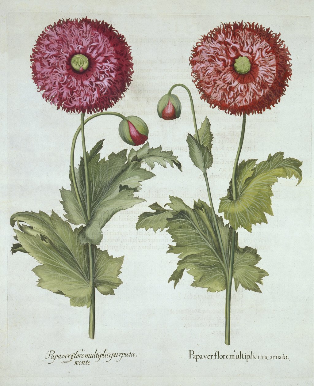 Valmuer, fra Hortus Eystettensis, av Basil Besler (1561-1629) pub. 1613 av German School