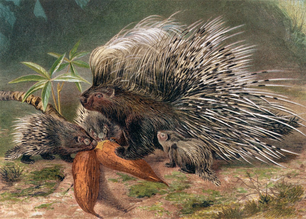 Porcupine, tallerken fra Brehms Animal Life: General Knowledge of the Animal Kingdom, vol.2, s.560, utgitt av Bibliographic Institute, 1890 av German School