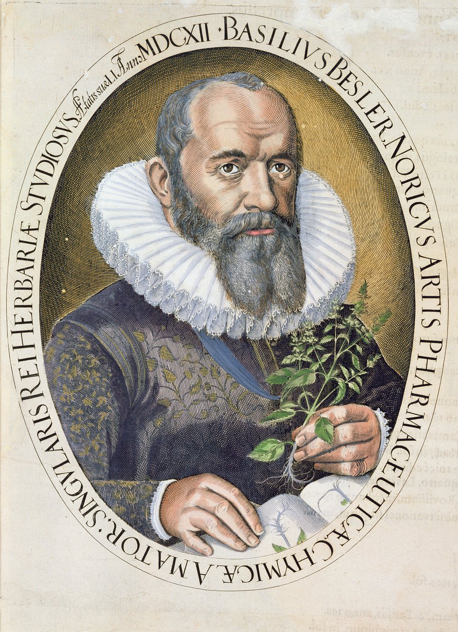 Portrett av Basil Besler (1561-1629) i 1612, fra Hortus Eystettensis, pub. 1613 av German School