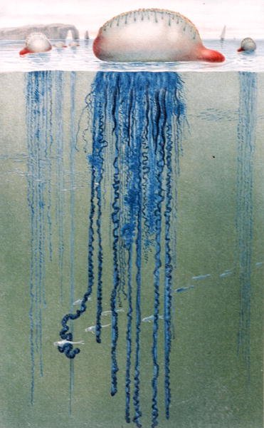 Portuguese Man-of-War, plate fra "Brehms Tierleben: Allgemeine Kunde des Tierreichs", vol.10, s.552, utgitt av Bibliographisches Institut av German School
