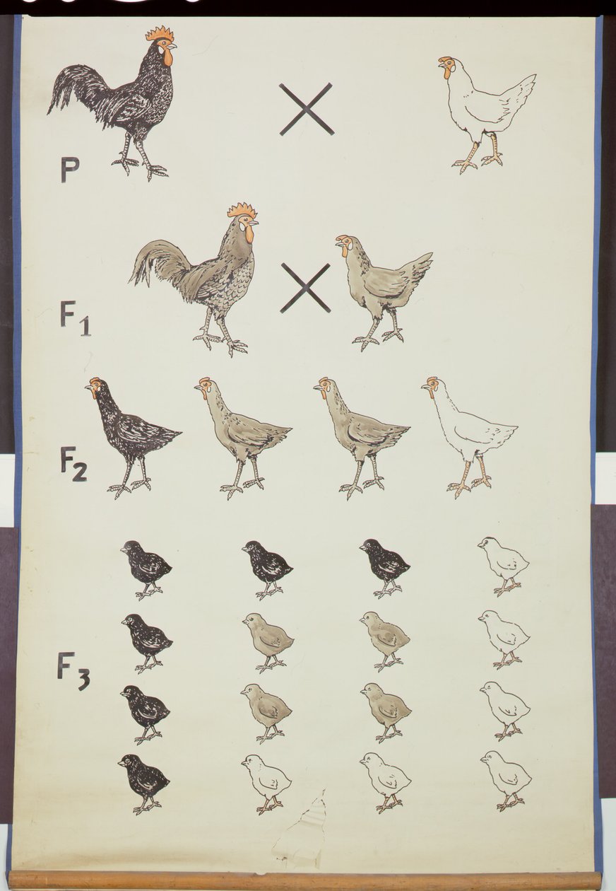 Plakat som demonstrerer Mendels Law in Chickens av German School