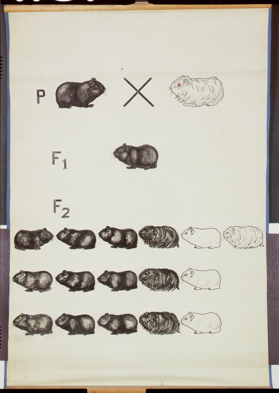 Plakat som demonstrerer Mendels Law in Guinea Pigs av German School