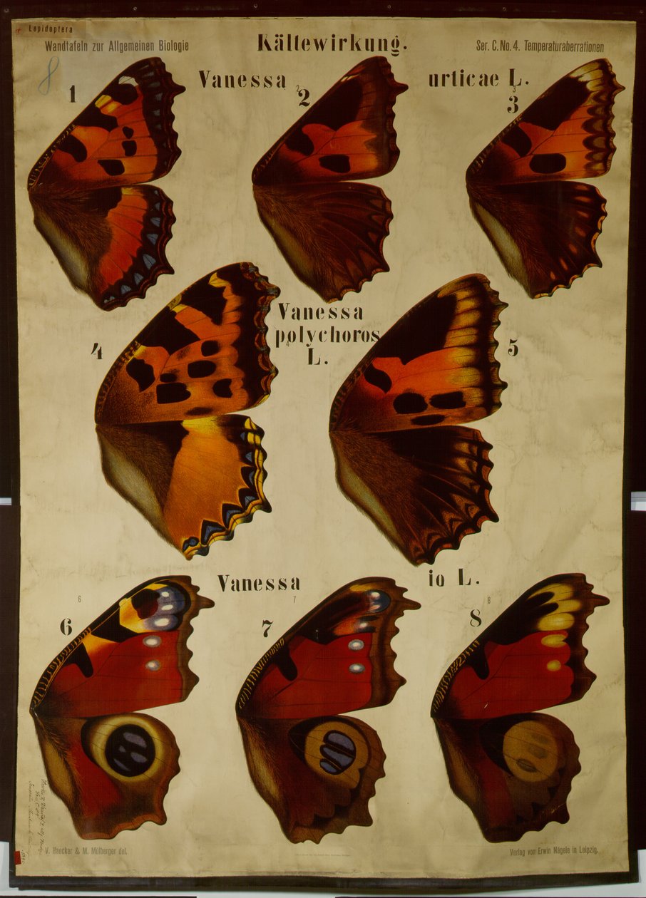 Plakat som illustrerer effekten av temperatur på forskjellige typer sommerfugler av German School