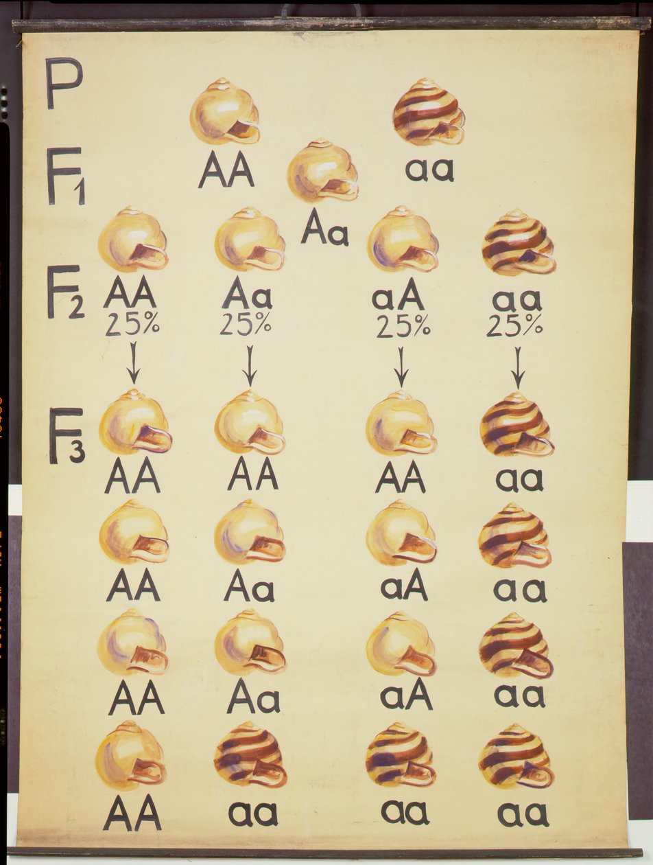 Plakat av Cepea snegler av German School