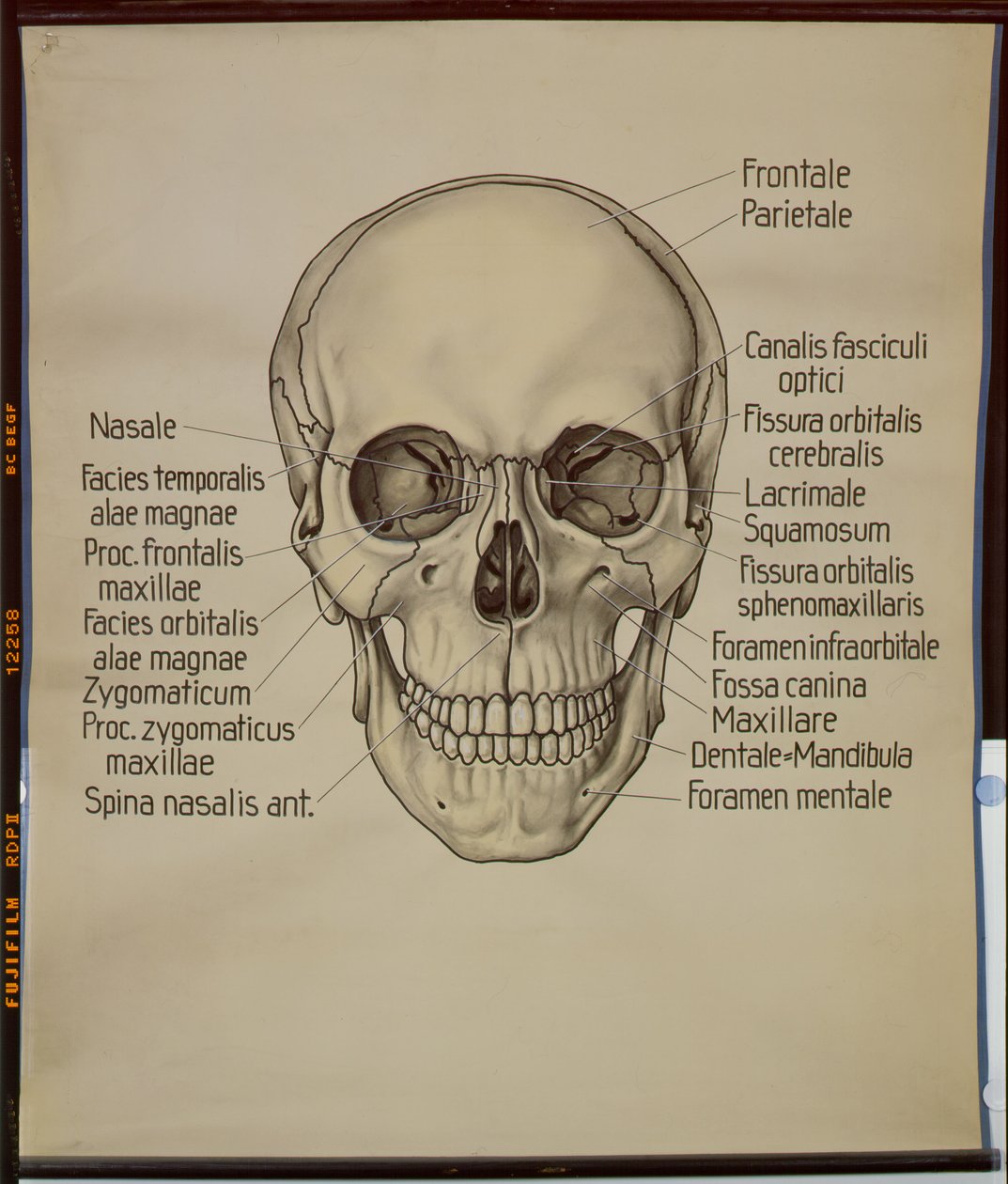 Plakat av en menneskeskalle av German School