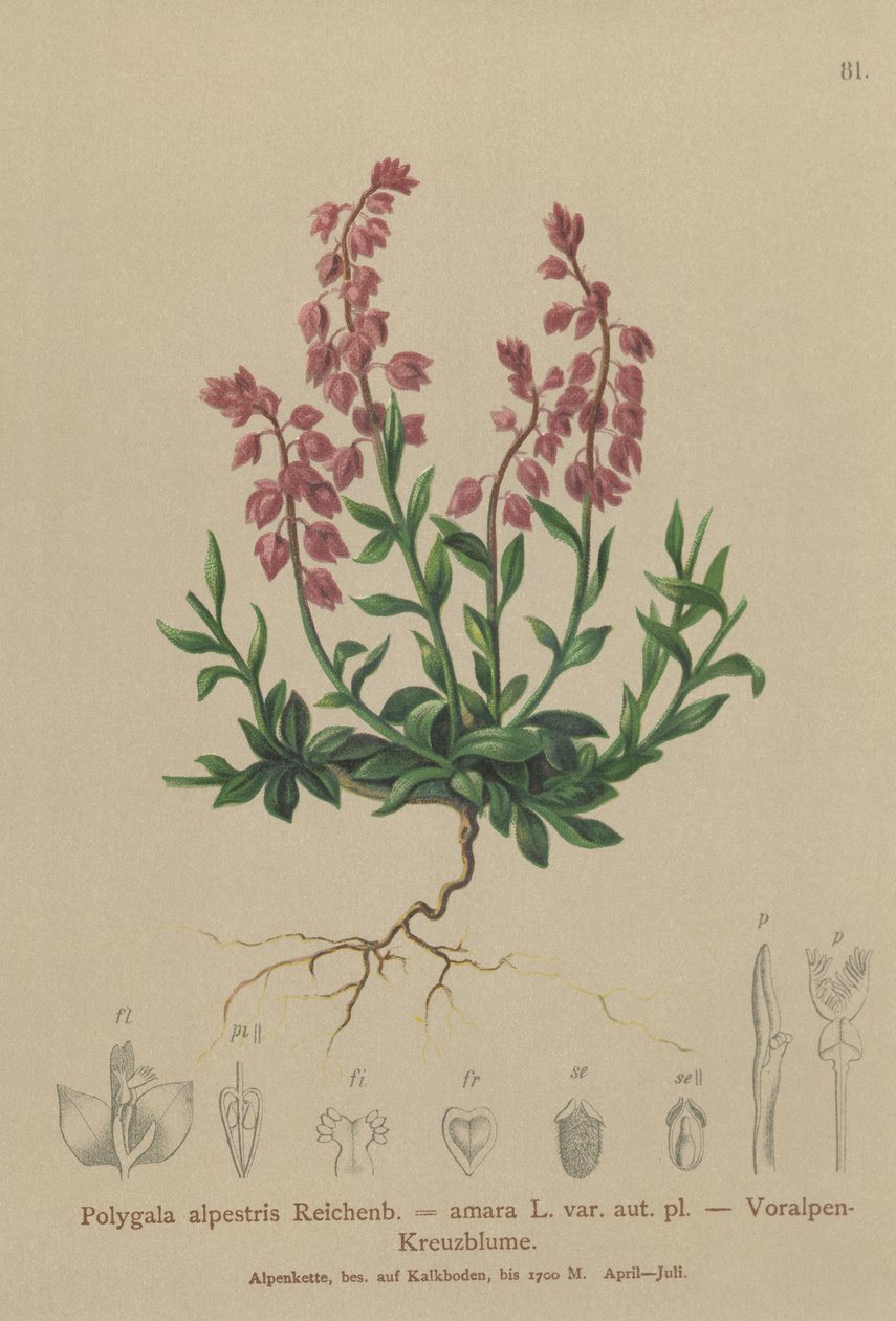Prealpin melkeurt (Polygala alpestris, Polygala amara var. aut. pl., Polygala brachyptera) av German School
