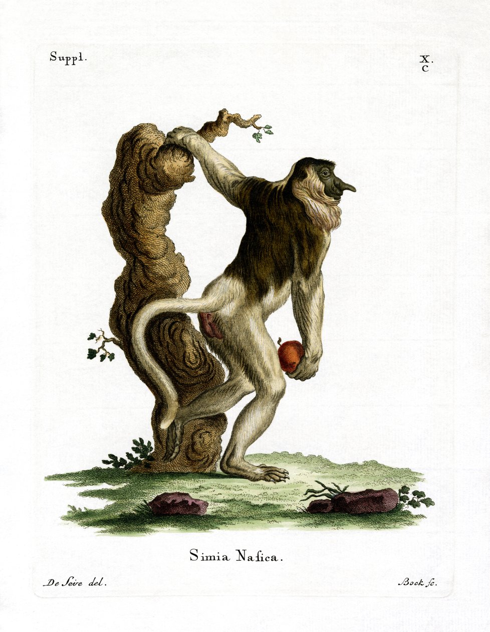Proboscis Monkey (farget gravering) av German School