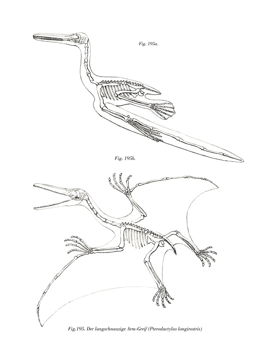 Pterodactyl (farge litho) av German School