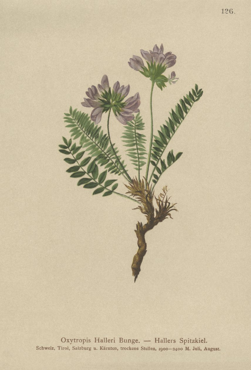 Lilla Oxytropis (Oxytropis Halleri) av German School