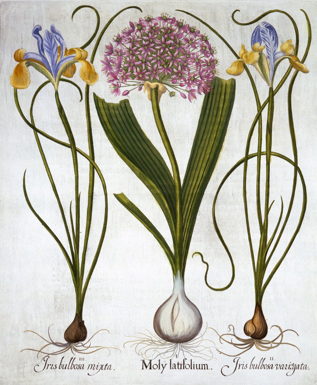 Purple Sensation, and Spanish Irises, fra Hortus Eystettensis, av Basil Besler (1561-1629), pub. 1613 (håndfarget gravering) av German School