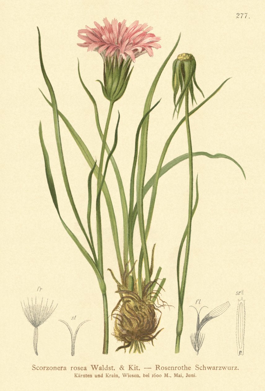 Lilla hoggormgress (Scorzonera rosea, Scorzonera purpurea subsp. rosea) av German School