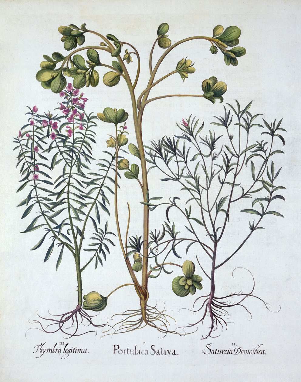 Purslane, Summer Savory og Winter Savory, fra Hortus Eystettensis, av Basil Besler (1561-1629), pub. 1613 (håndfarget gravering) av German School