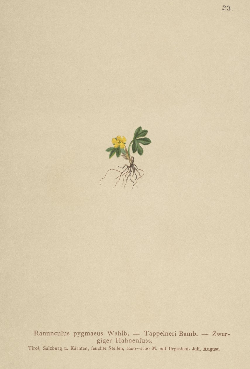 Pygmy ranunkel (Ranunculus pygmaeus, Ranunculus tappeineri, Ranunculus baerianus, Ranunculus pygmaeus var. Langeanu) av German School