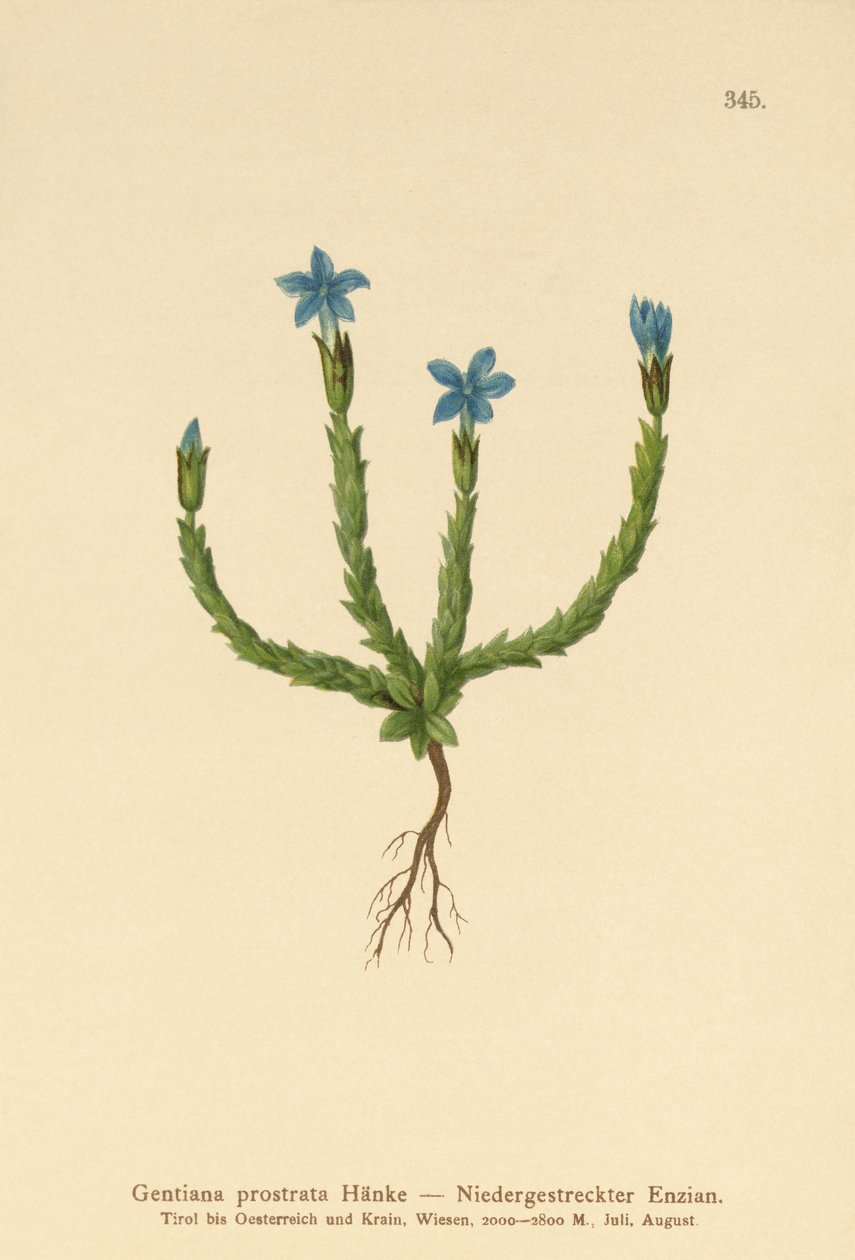 Pygme Gentian (Gentiana prostrata) av German School