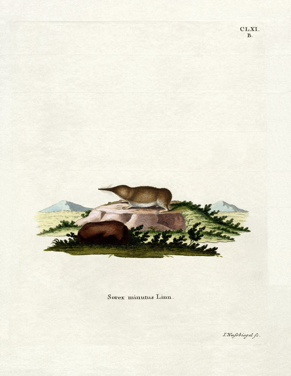 Pygmy Shrew (farget gravering) av German School