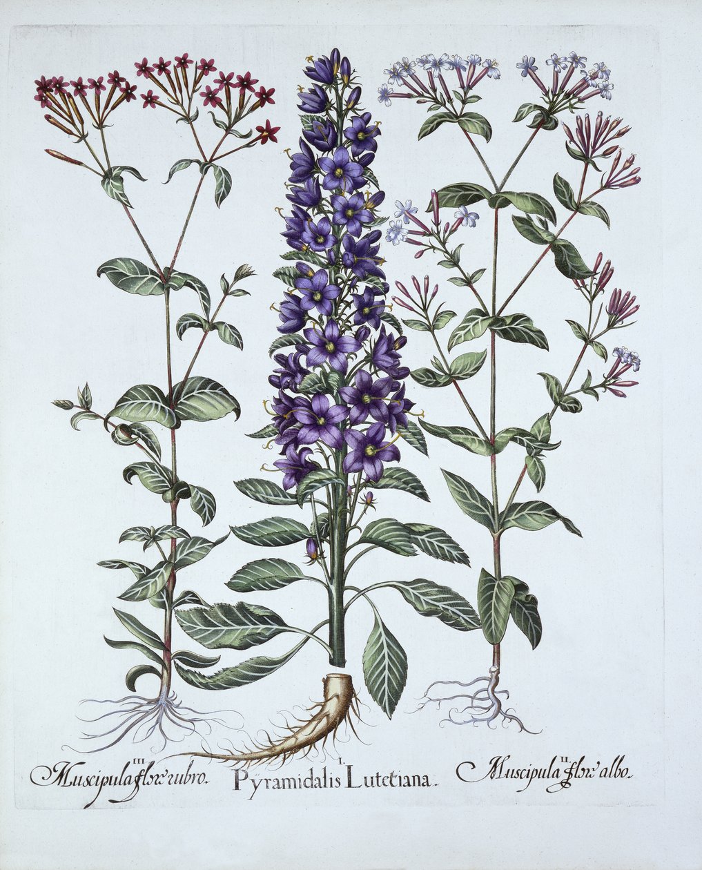 Pyramidal Campanula, Muscipulas, fra Hortus Eystettensis, av Basil Besler (1561-1629), pub. 1613 (håndfarget gravering) av German School